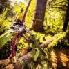 RNA 12mm Mountain Ape II - Image 2