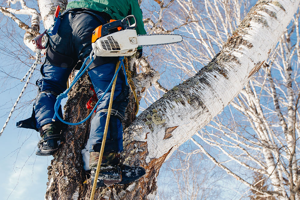 Arborist on tree