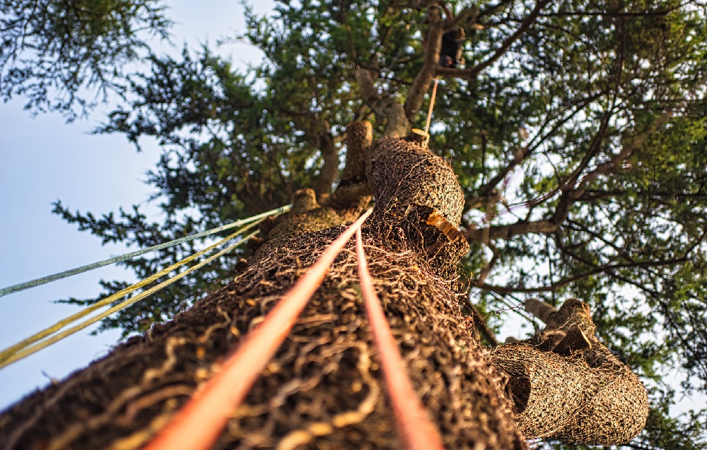 Tree Rigging Tips and Techniques that Improve Safety and Efficiency -  Rock-N-Arbor