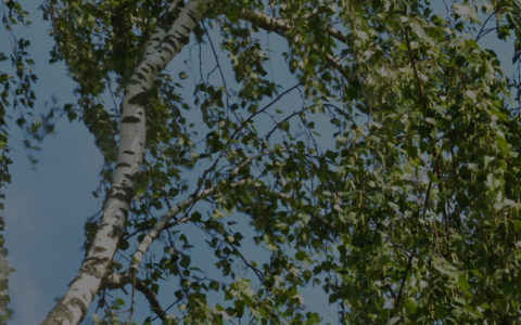 Certified Arborist for Tree Work