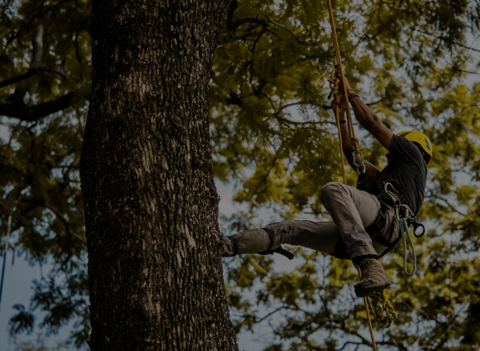 Climbing
