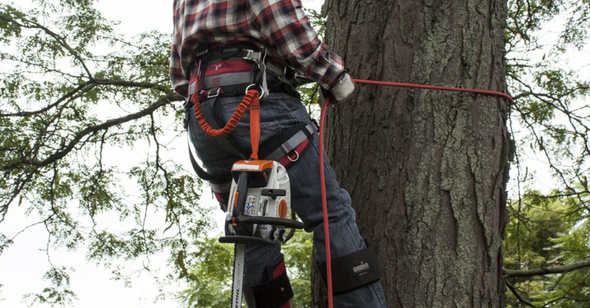 5 Types of Arborist Protective Clothing Even the Most Experienced