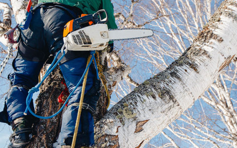 How to Become an Arborist