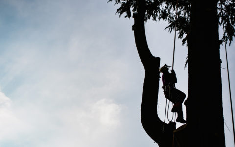 Tree Rigging Tips and Techniques that Improve Safety and Efficiency