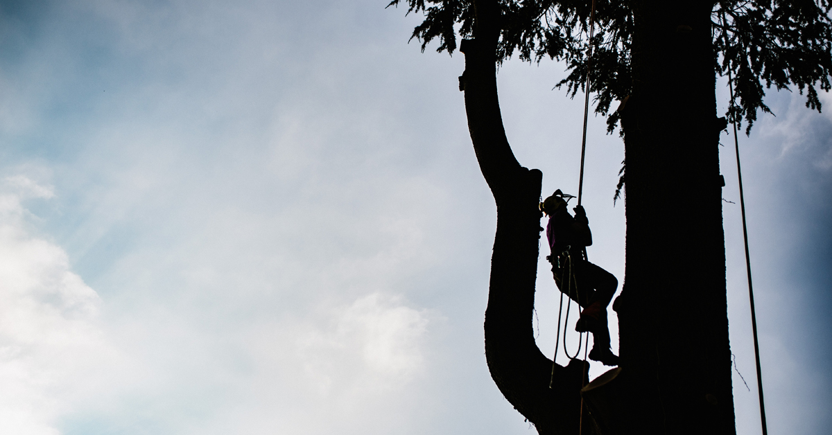 Tree Rigging Tips and Techniques that Improve Safety and Efficiency