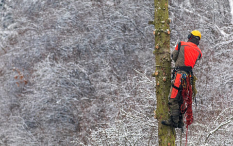 4 Tips for Improving Arborist Efficiency