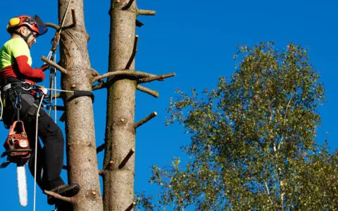 Tree Climbing Techniques: The Benefits and Drawbacks of Different Styles -  Rock-N-Arbor