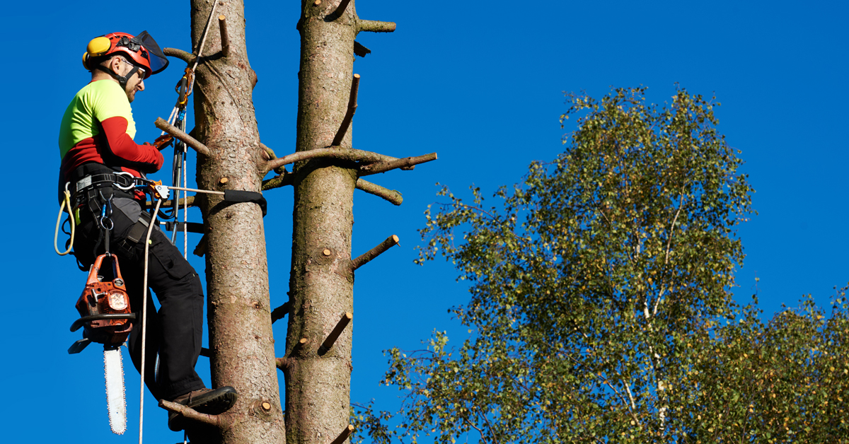 Tree Climbing Techniques: The Benefits and Drawbacks of Different